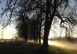 Mist at Conker Avenue