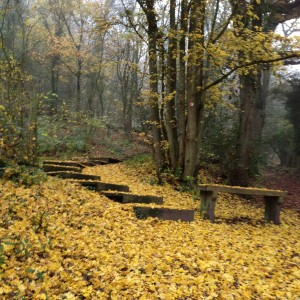 Some of the 469 steps leading to Pattern’s Rock Quarry